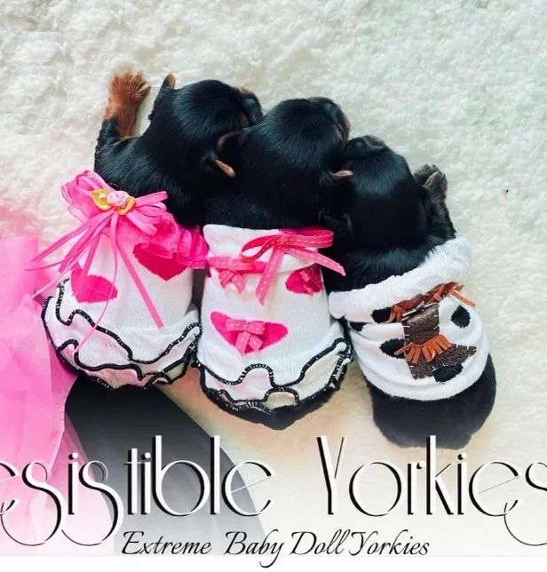 Extreme Baby Doll Yorkies, Extreme, Baby Doll Yorkie, Yorkie in Maryland, #1 Repeat Customers in USA