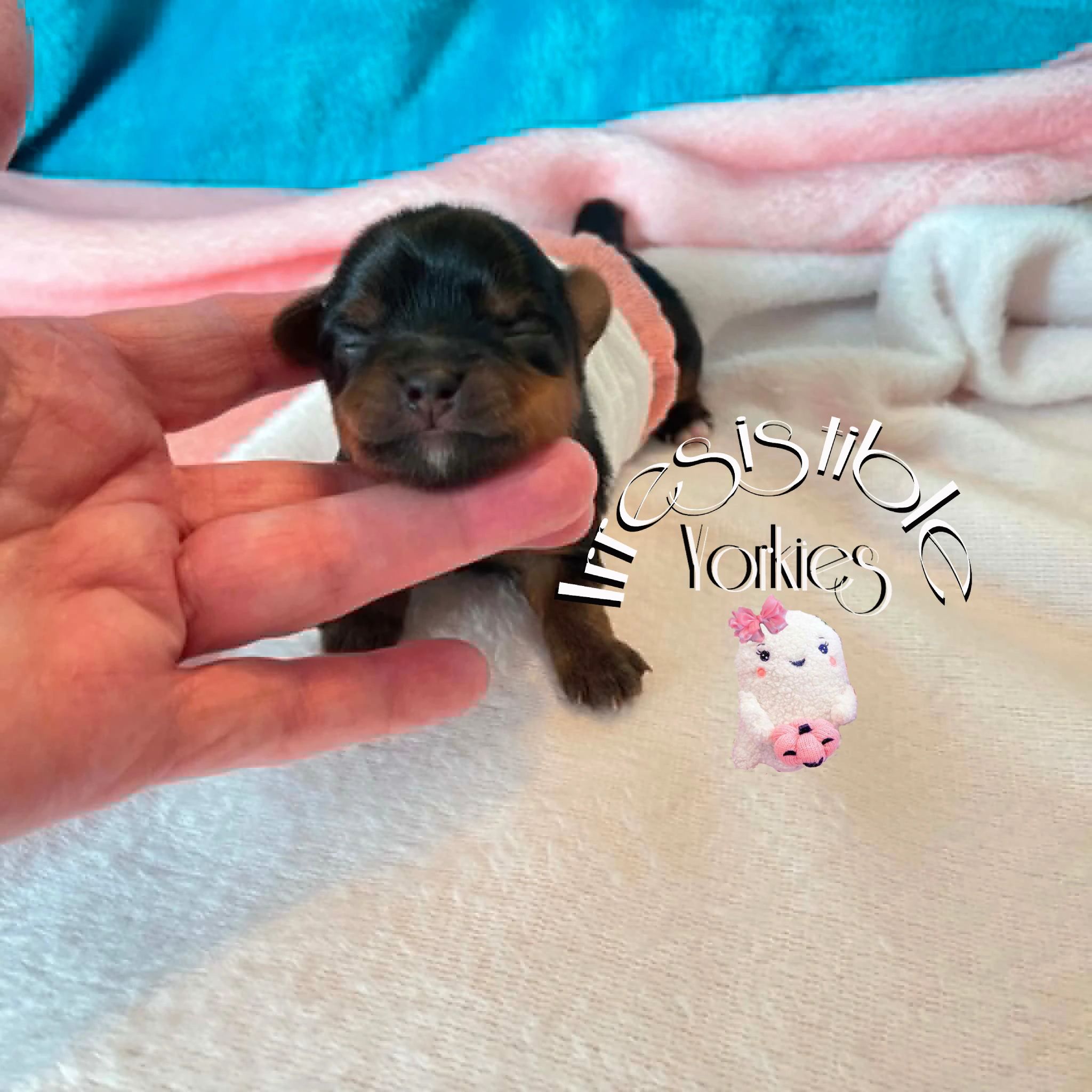 Extreme Baby Doll Yorkies, Extreme, Baby Doll Yorkie, Yorkie in Maryland, #1 Repeat Customers in USA