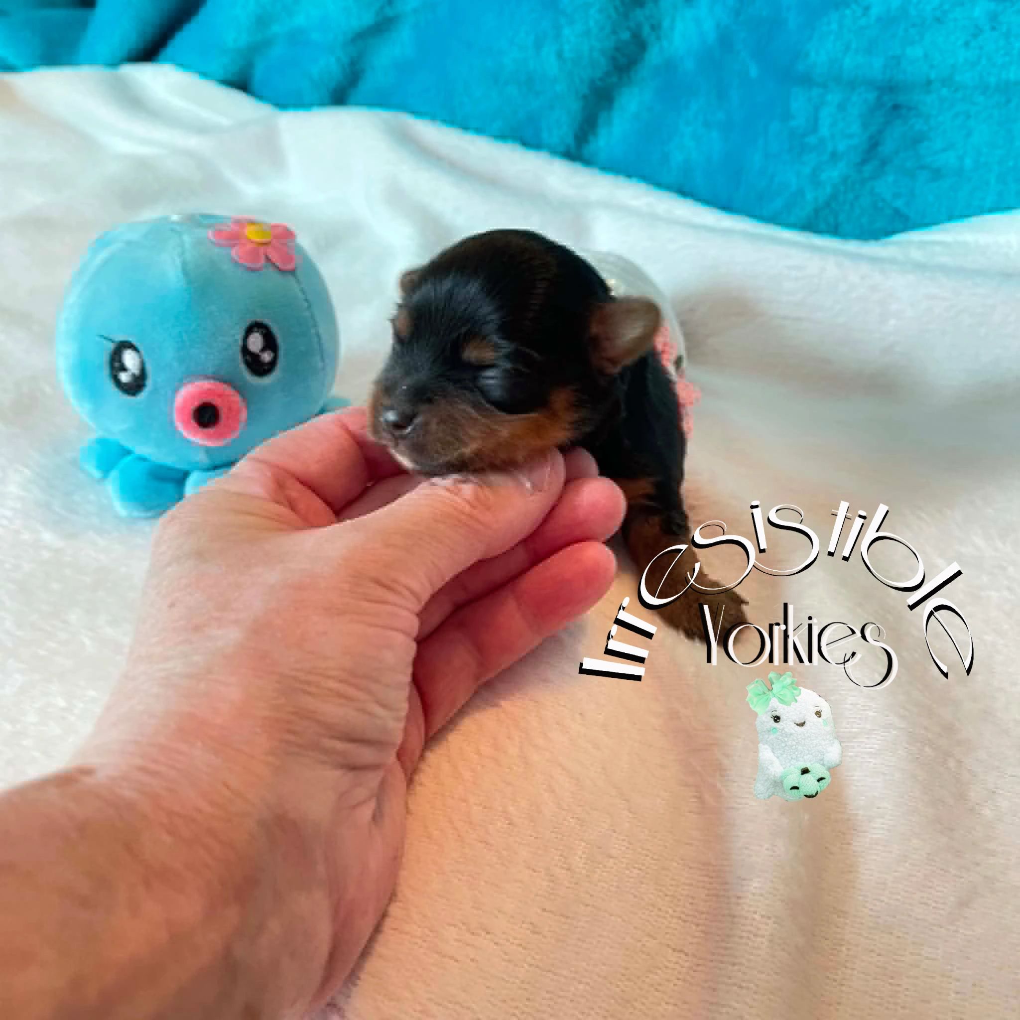 Extreme Baby Doll Yorkies, Extreme, Baby Doll Yorkie, Yorkie in Maryland, #1 Repeat Customers in USA