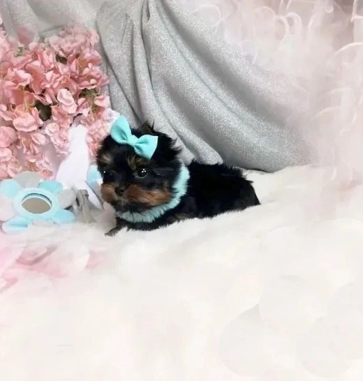 Extreme Baby Doll Yorkies, Extreme, Baby Doll Yorkie, Yorkie in Maryland, #1 Repeat Customers in USA