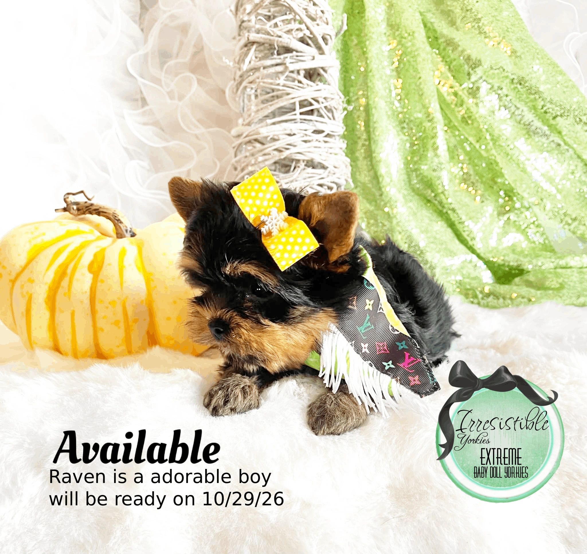 Extreme Baby Doll Yorkies, Extreme Baby Doll Yorkie, Yorkie in Maryland, Micro Tiny, Teacup Yorkie