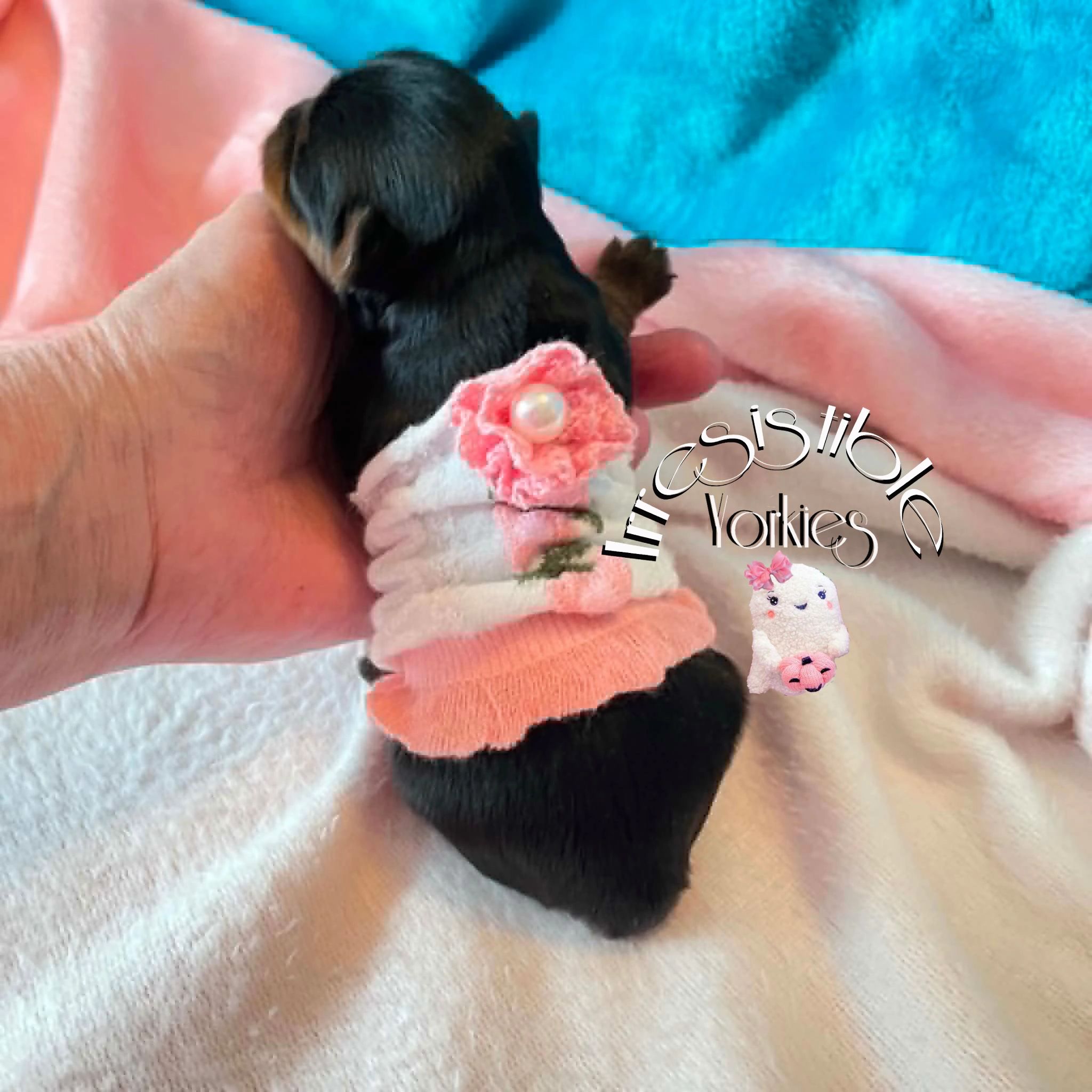 Extreme Baby Doll Yorkies, Extreme, Baby Doll Yorkie, Yorkie in Maryland, #1 Repeat Customers in USA