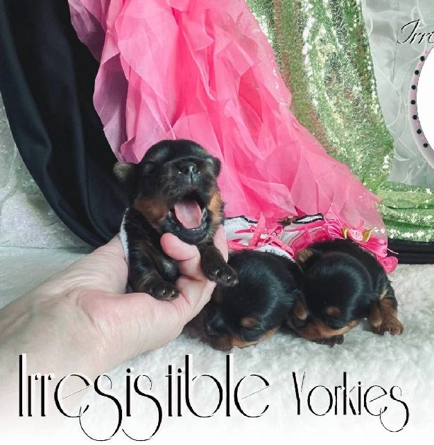 Extreme Baby Doll Yorkies, Extreme, Baby Doll Yorkie, Yorkie in Maryland, #1 Repeat Customers in USA
