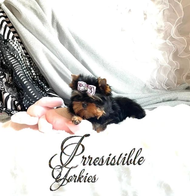 Extreme Baby Doll Yorkies, Extreme, Baby Doll Yorkie, Yorkie in Maryland, #1 Repeat Customers in USA