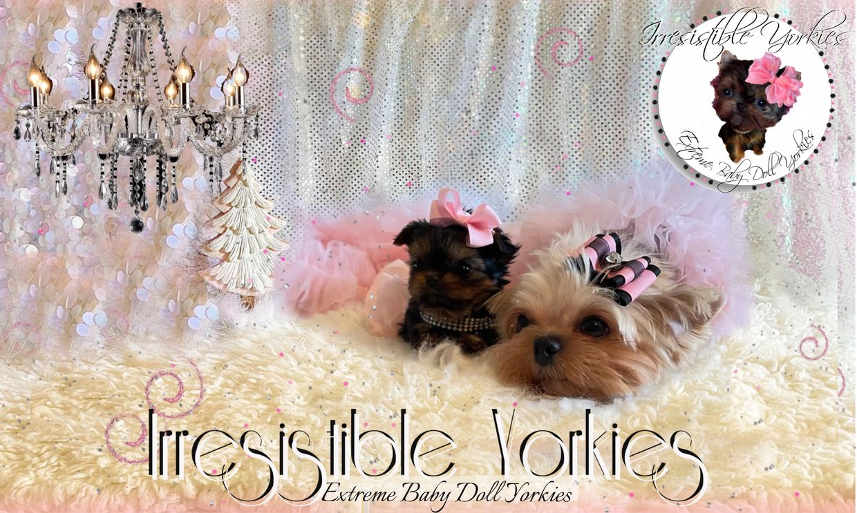 Extreme Baby Doll Yorkies, Extreme Baby Doll Yorkie, Yorkie in Maryland, Micro Tiny, Teacup Yorkie