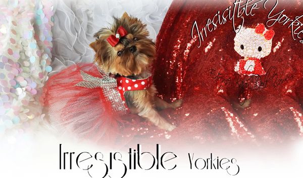 Extreme Baby Doll Yorkies, Extreme Baby Doll Yorkie, Yorkie in Maryland, Micro Tiny, Teacup Yorkie