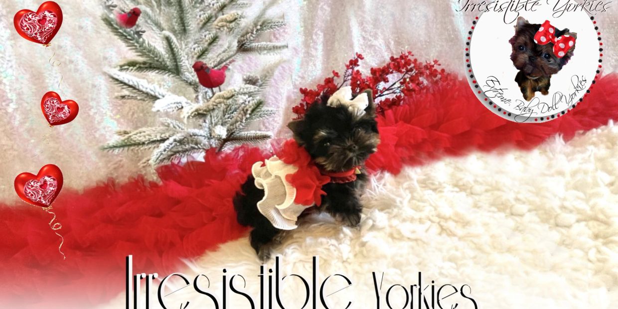 EXTREME Baby Doll Yorkies, Extreme Baby Doll Yorkie, Yorkie in Maryland, Micro Tiny, Teacup Yorkie
