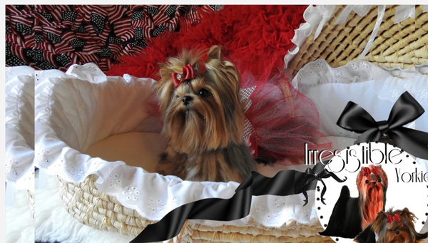 Extreme Baby Doll Yorkies, Extreme Baby Doll Yorkie, Yorkie in Maryland, Micro Tiny, Teacup Yorkie