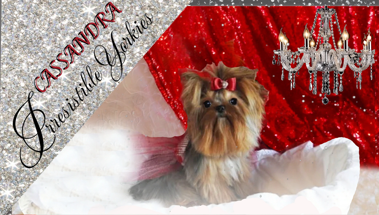 Extreme Baby Doll Yorkies, Extreme Baby Doll Yorkie, Yorkie in Maryland, Micro Tiny, Teacup Yorkie