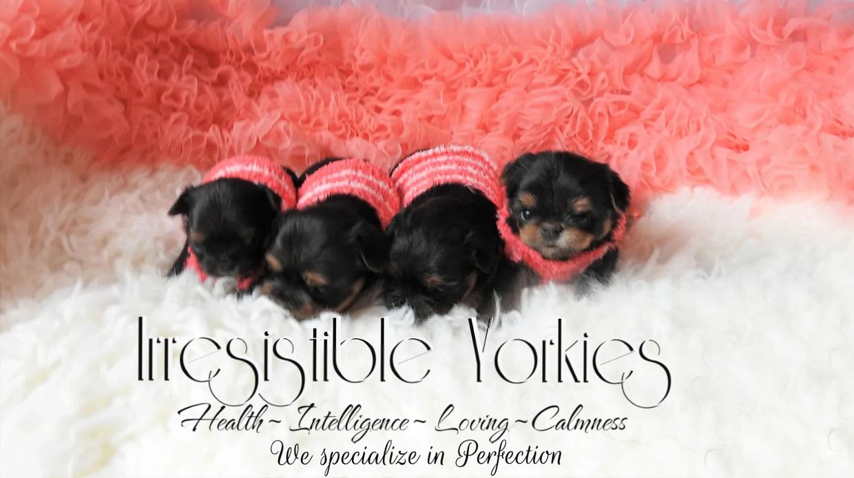 Extreme Baby Doll Yorkies, Extreme Baby Doll Yorkie, Yorkie in Maryland, Micro Tiny, Teacup Yorkie