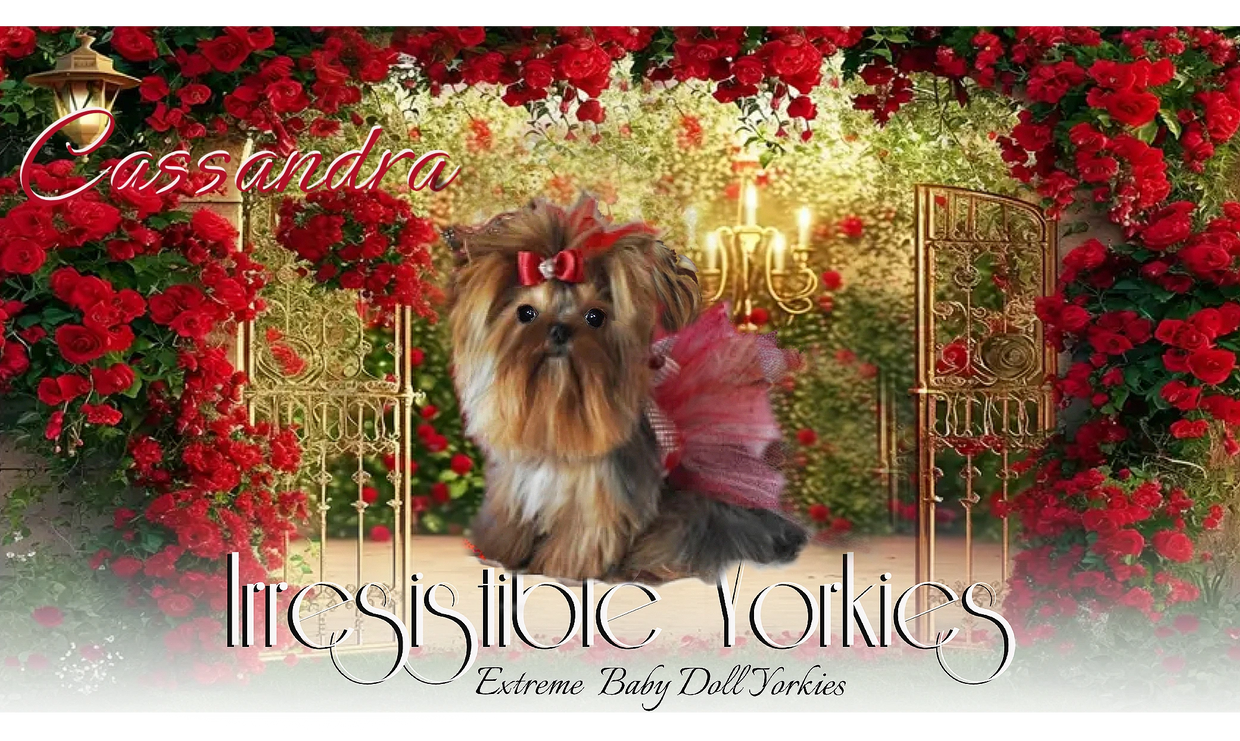 Extreme Baby Doll Yorkies, Extreme Baby Doll Yorkie, Yorkie in Maryland, Micro Tiny, Teacup Yorkie