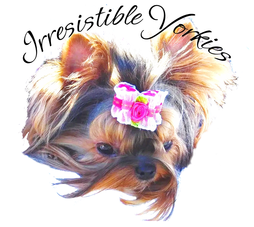 What is a Babydoll Yorkie