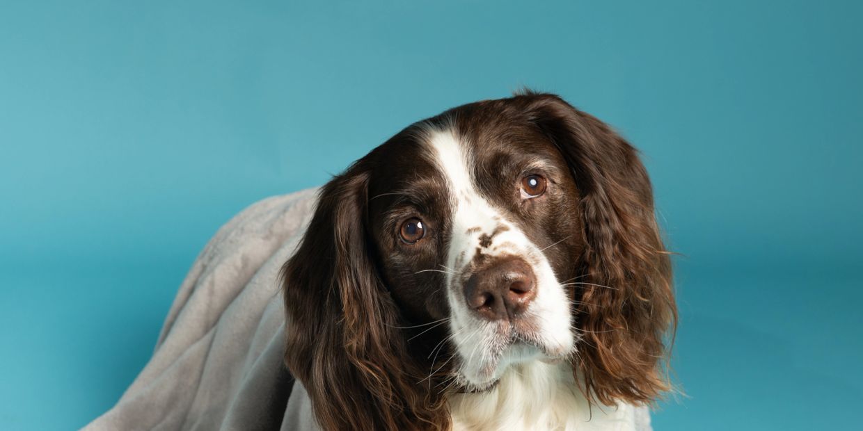 Springer spaniel studio shoot