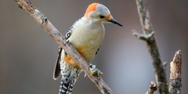 Jeri Walker is a Professor of Music at Southeastern OK State University. She is new to the birding c