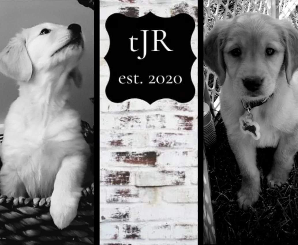 AKC Golden Retriever Puppies the Johnstone Retrievers