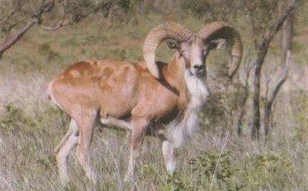 Big Horn/Urial | Thompson Temple