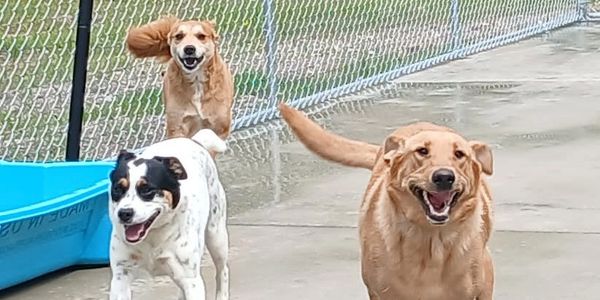 Three dogs happily running outdoors on a rainy day near a blue pool.