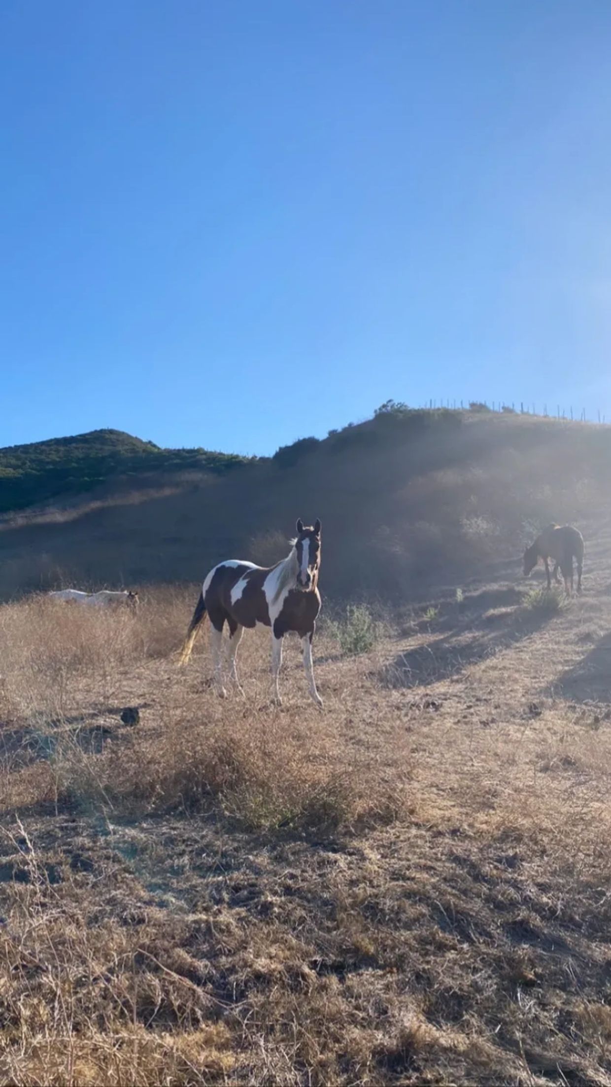 Return to Freedom, Lompoc, CA