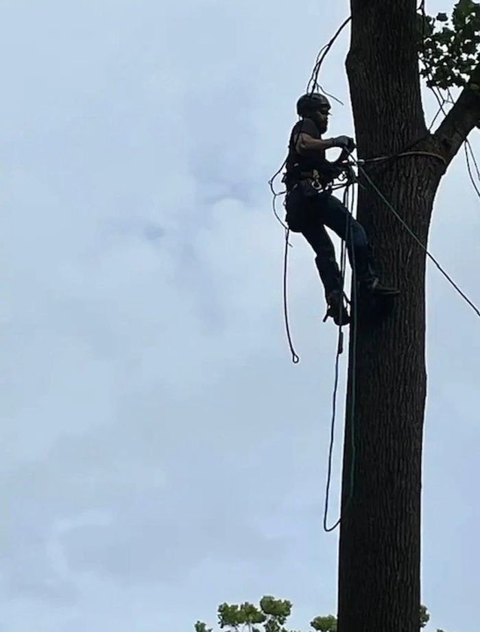 Tree climber equipped with safety gear ascending a tall tree.