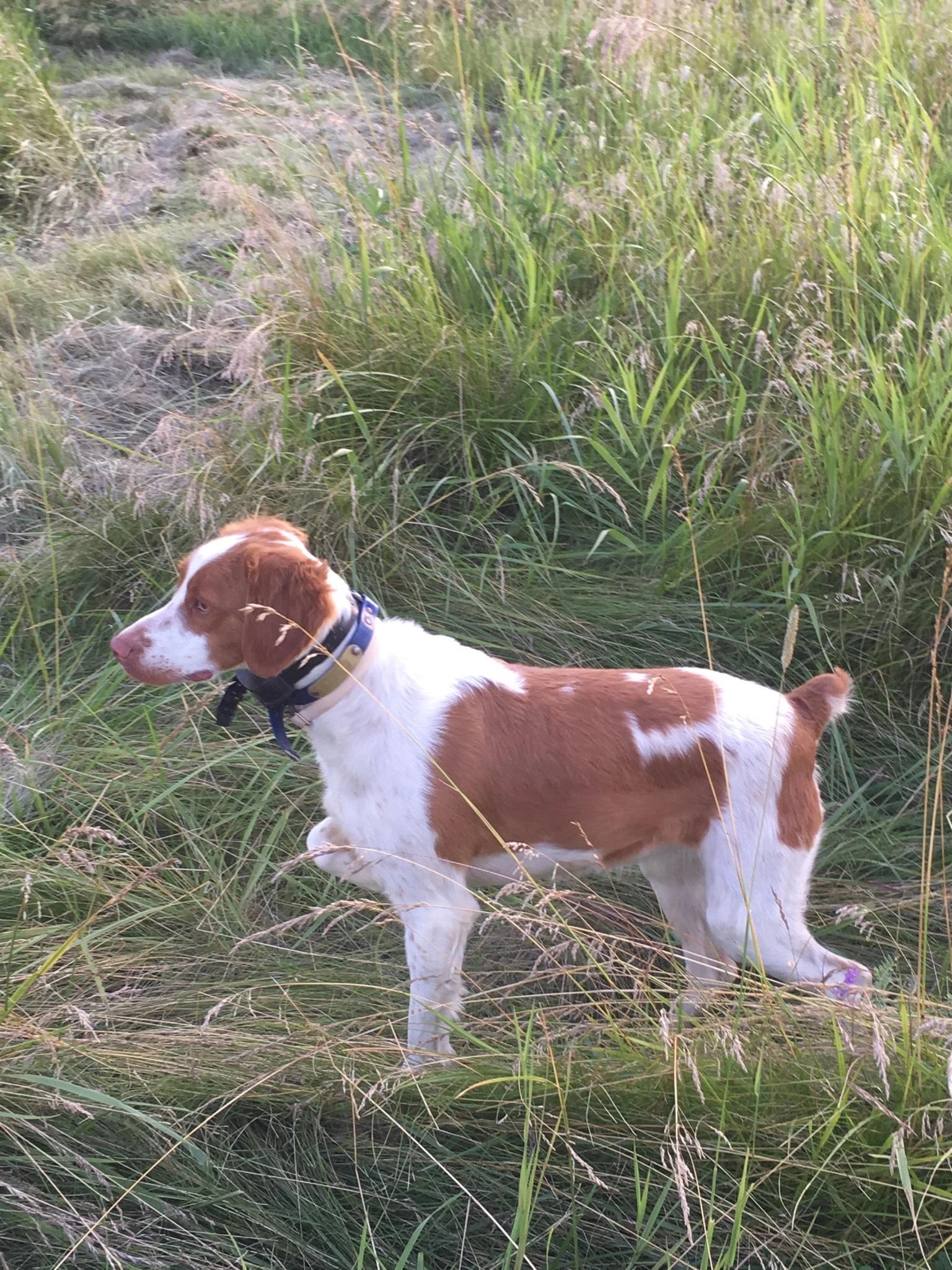 Black Creek Kennel and Stables