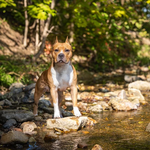 Brown and white dog standing on rocks in a shallow creek.
