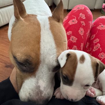 Adult dog and puppy snuggling closely together.