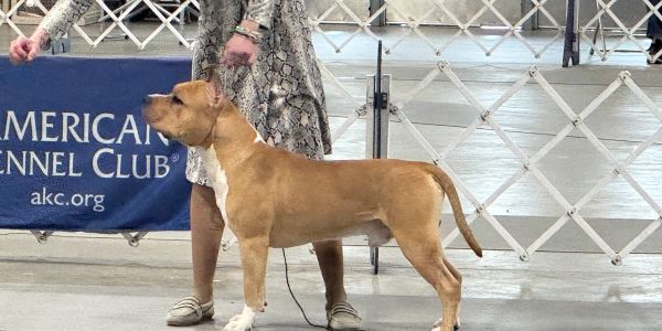 A dog standing in a show ring at an American Kennel Club event.