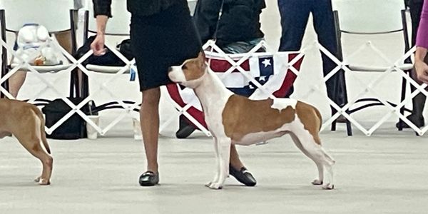 Dog show participant with brown and white dog.