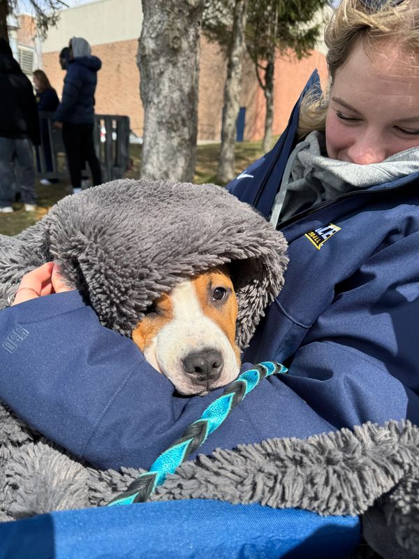 Dog wrapped in a soft blanket held by a person.