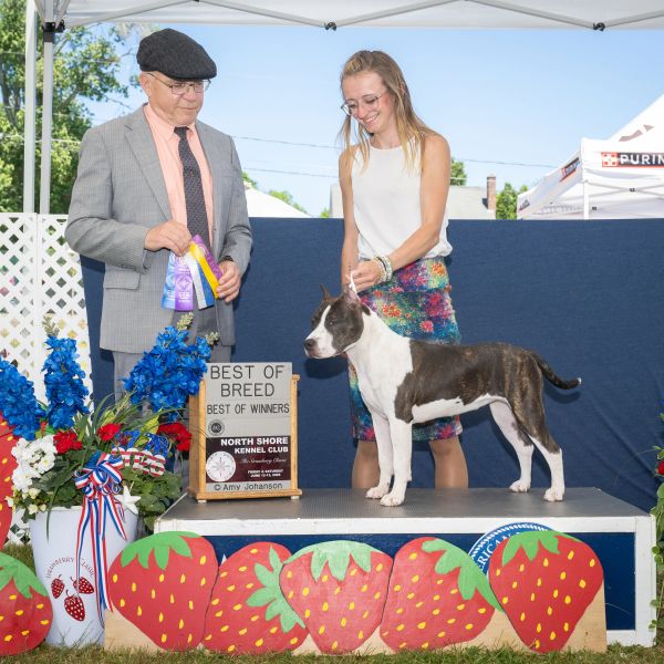 Winning dog with handler and judge at dog show.