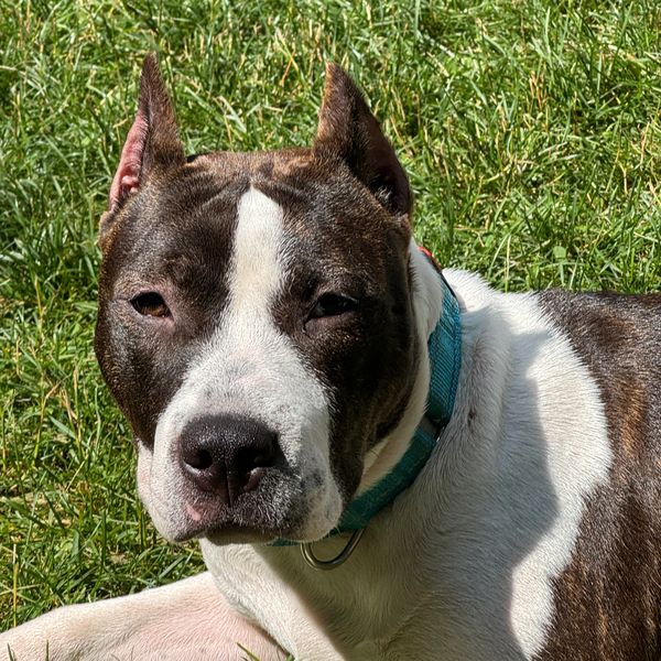 Close-up of a brown and white dog with a blue collar lying on grass.