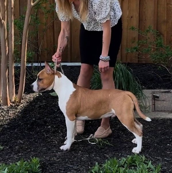 Woman holding a brown and white dog outside.