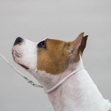 Profile of a brown and white dog on a leash.