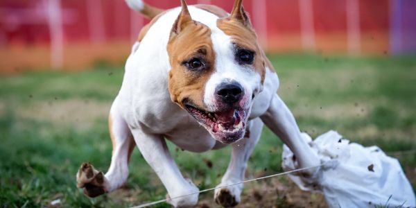 Energetic dog playing outside on grass.