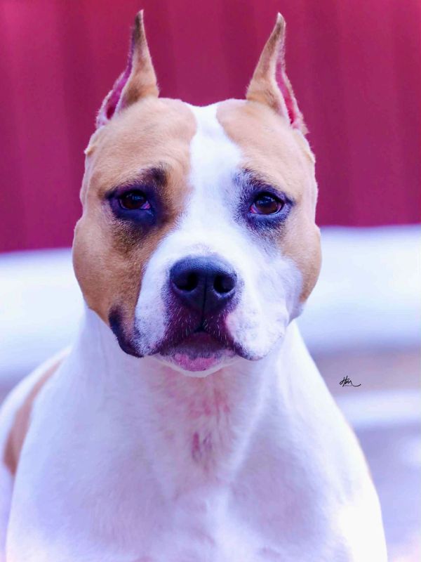Close-up of a serious American Bulldog.