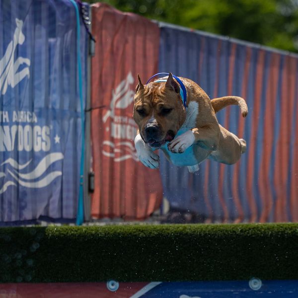 Dog leaping mid-air during a competition.
