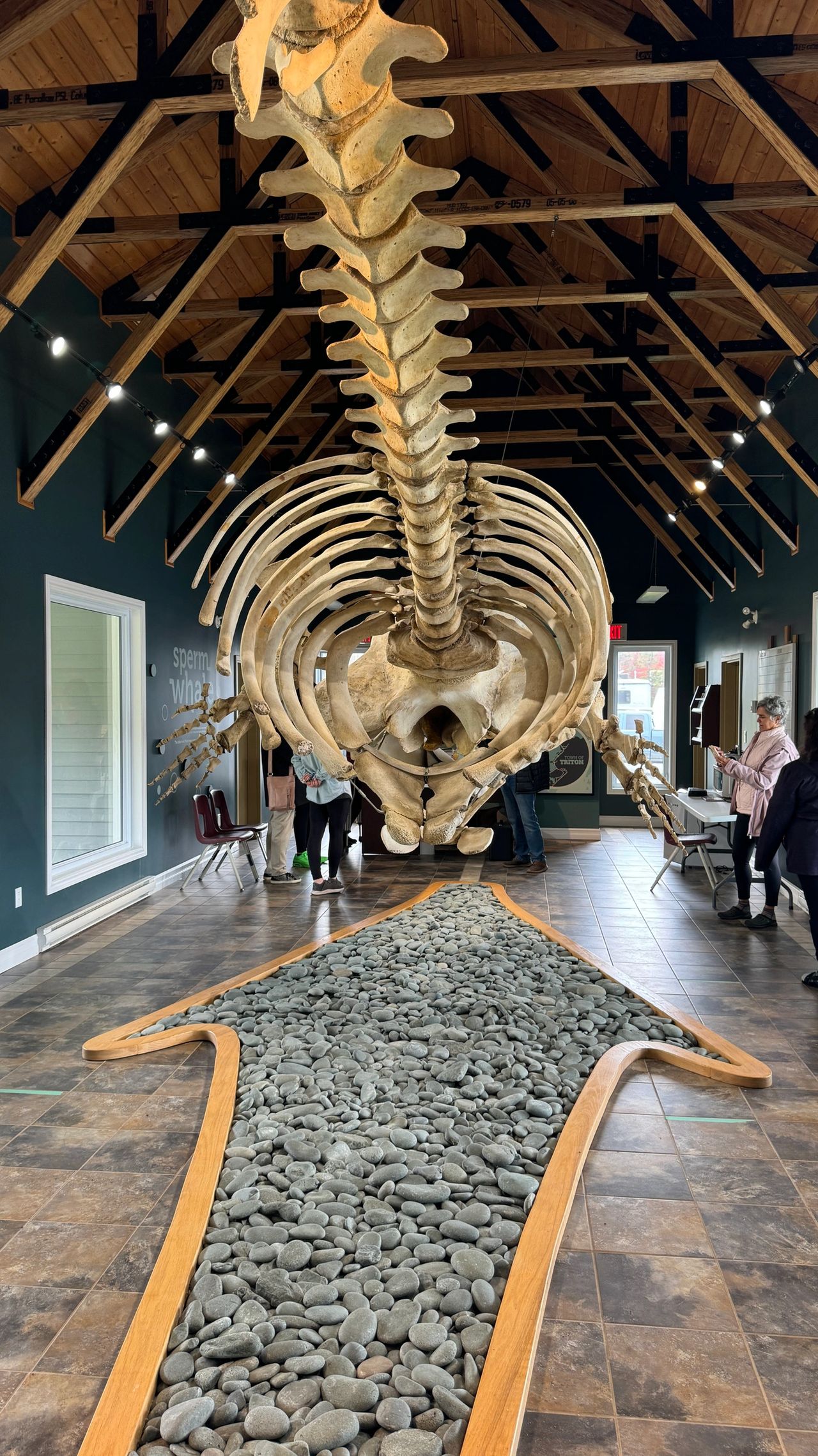 Dale the Sperm Whale Dale the Sperm Whale