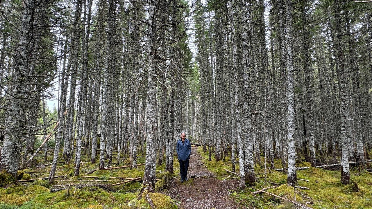 Yoli and beautiful trees Yoli and beautiful trees