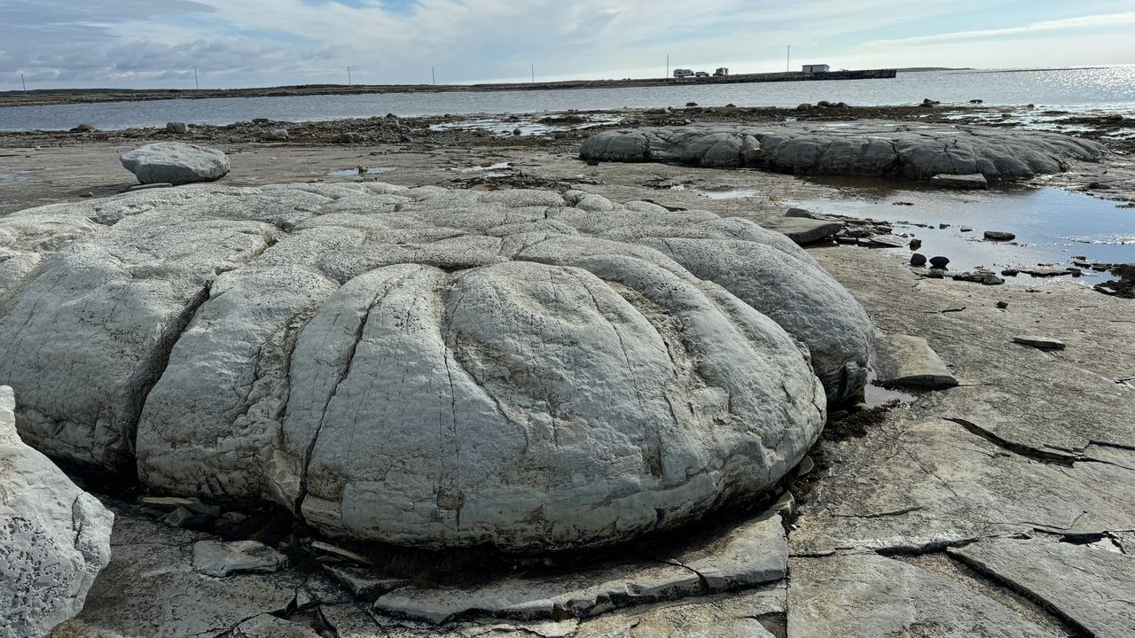 Huge Thrombolite Huge Thrombolite