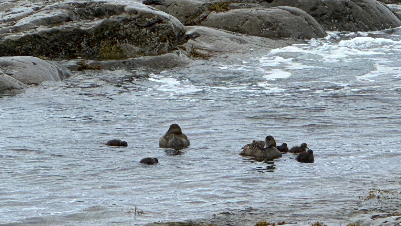 Family of ducks on the seashore Family of ducks on the seashore