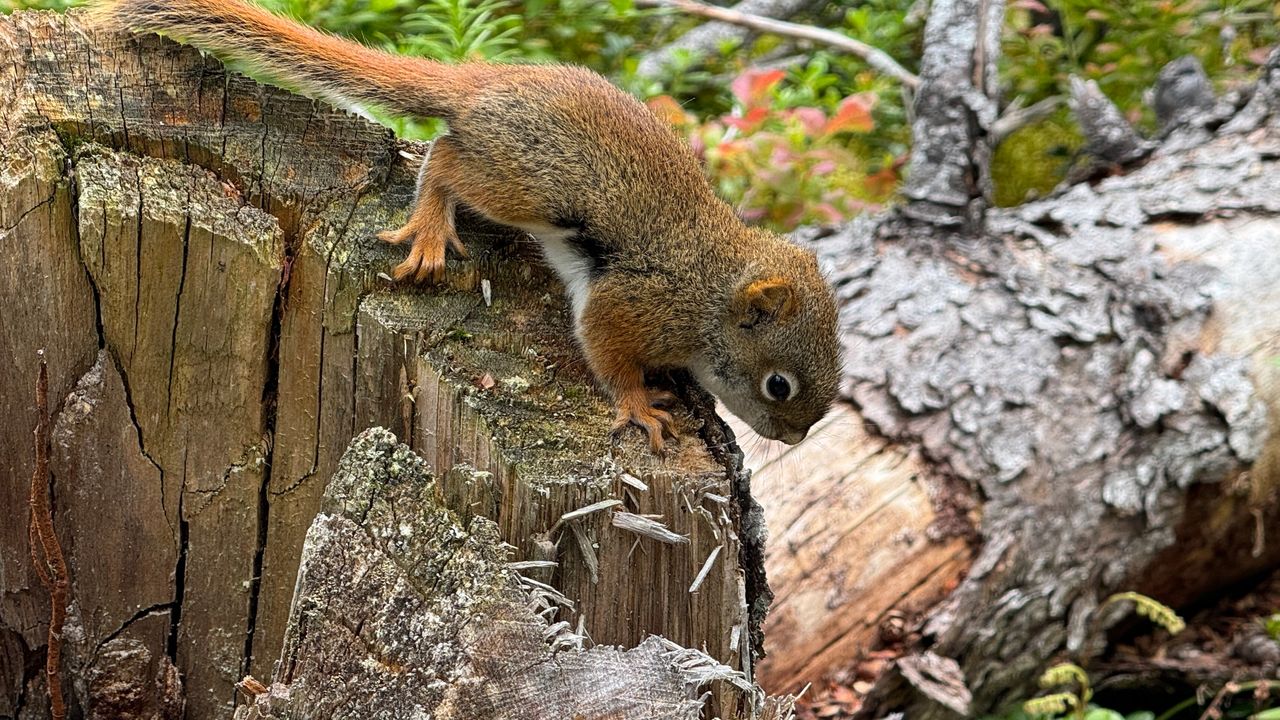 baby squirrel 