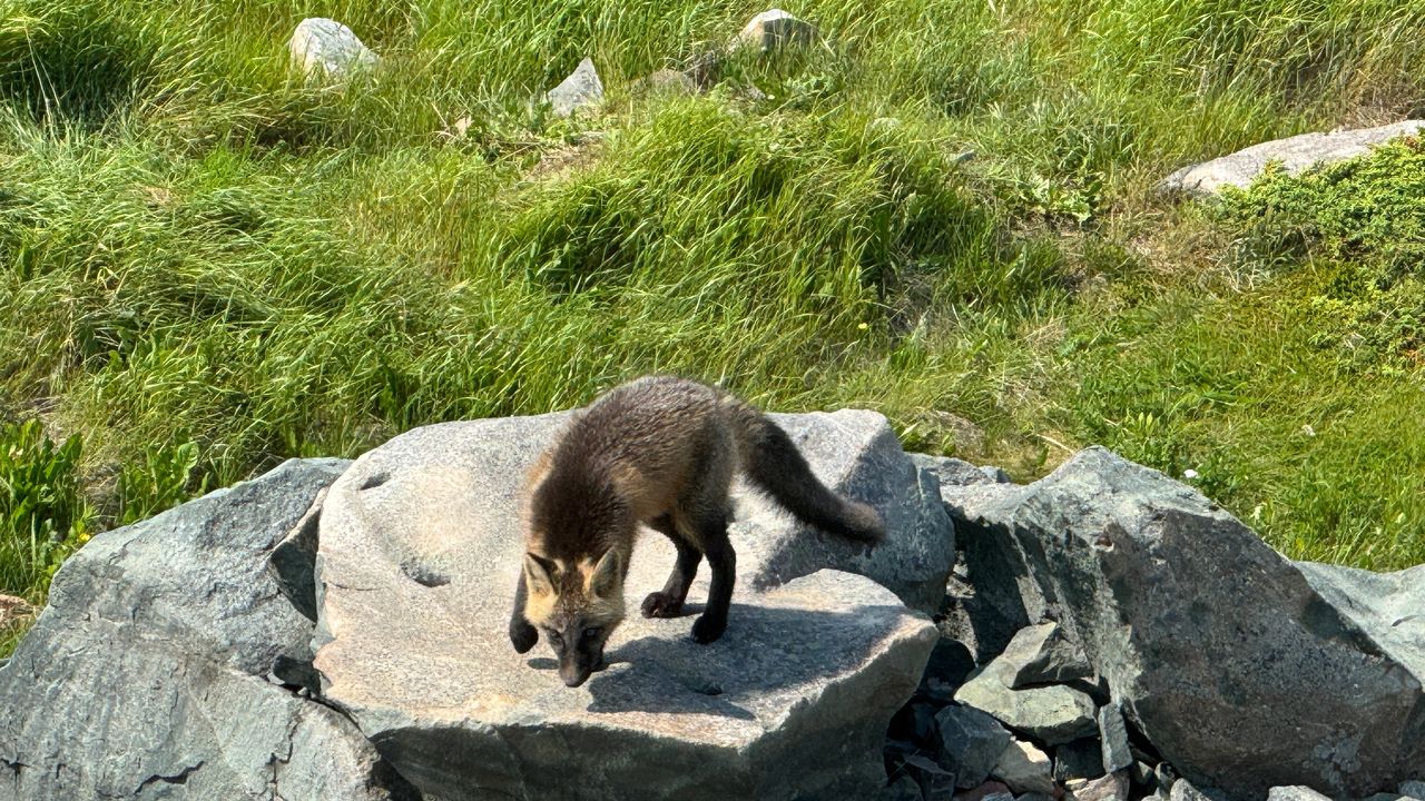 Fox by lighthouse Fox by lighthouse
