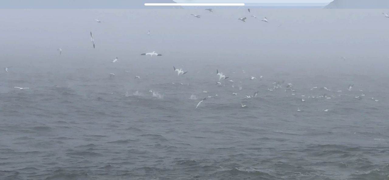Birds Diving on Capelin Birds Diving on Capelin
