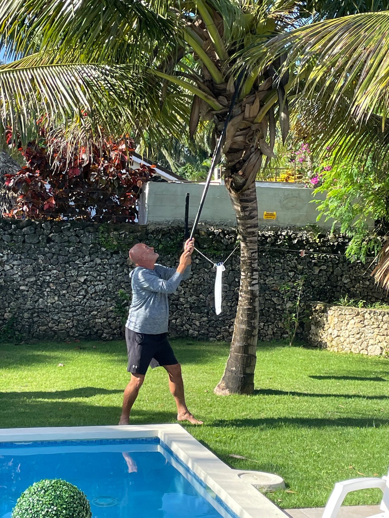 Coconut Harvesting Coconut Harvesting