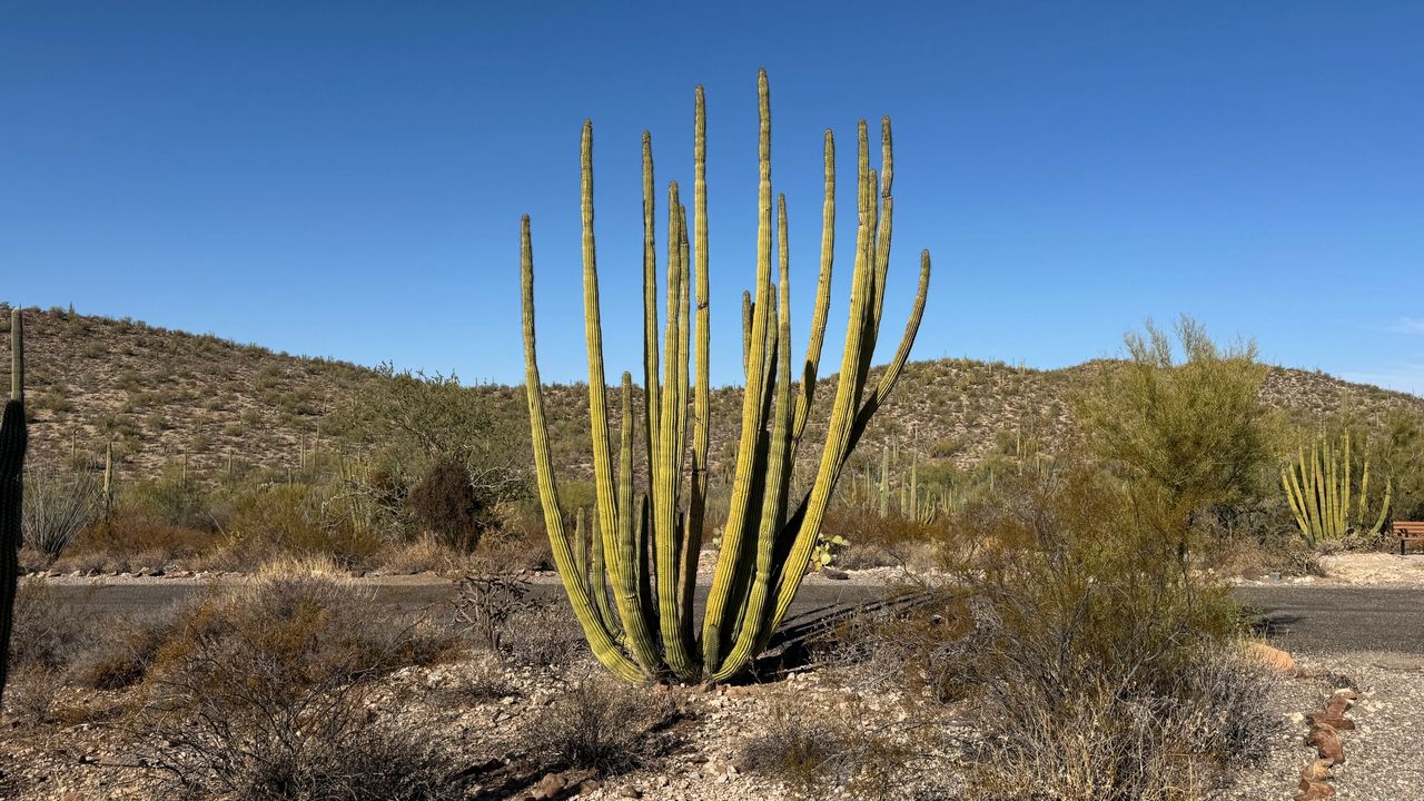 Organ Pipe Cactus Organ Pipe Cactus