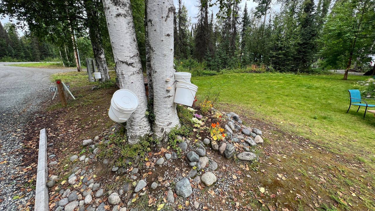 Tree Taps collecting syrup Tree Taps collecting syrup