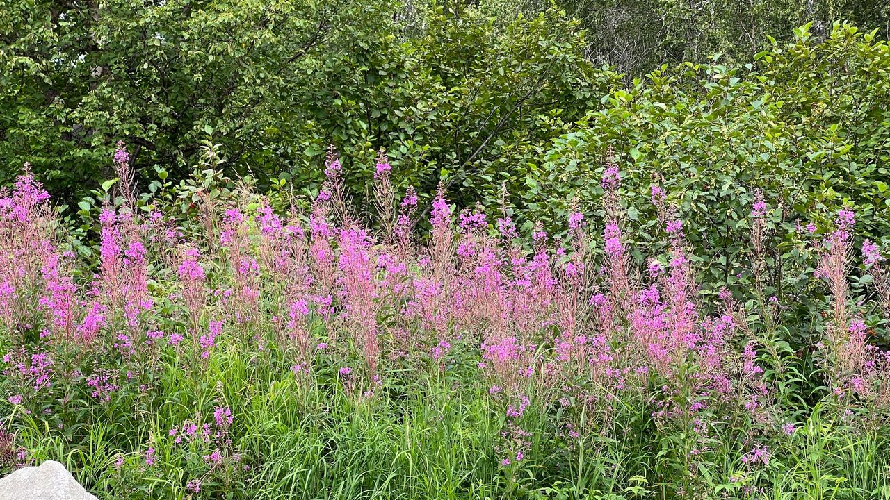 Fireweed is abundant Fireweed is abundant