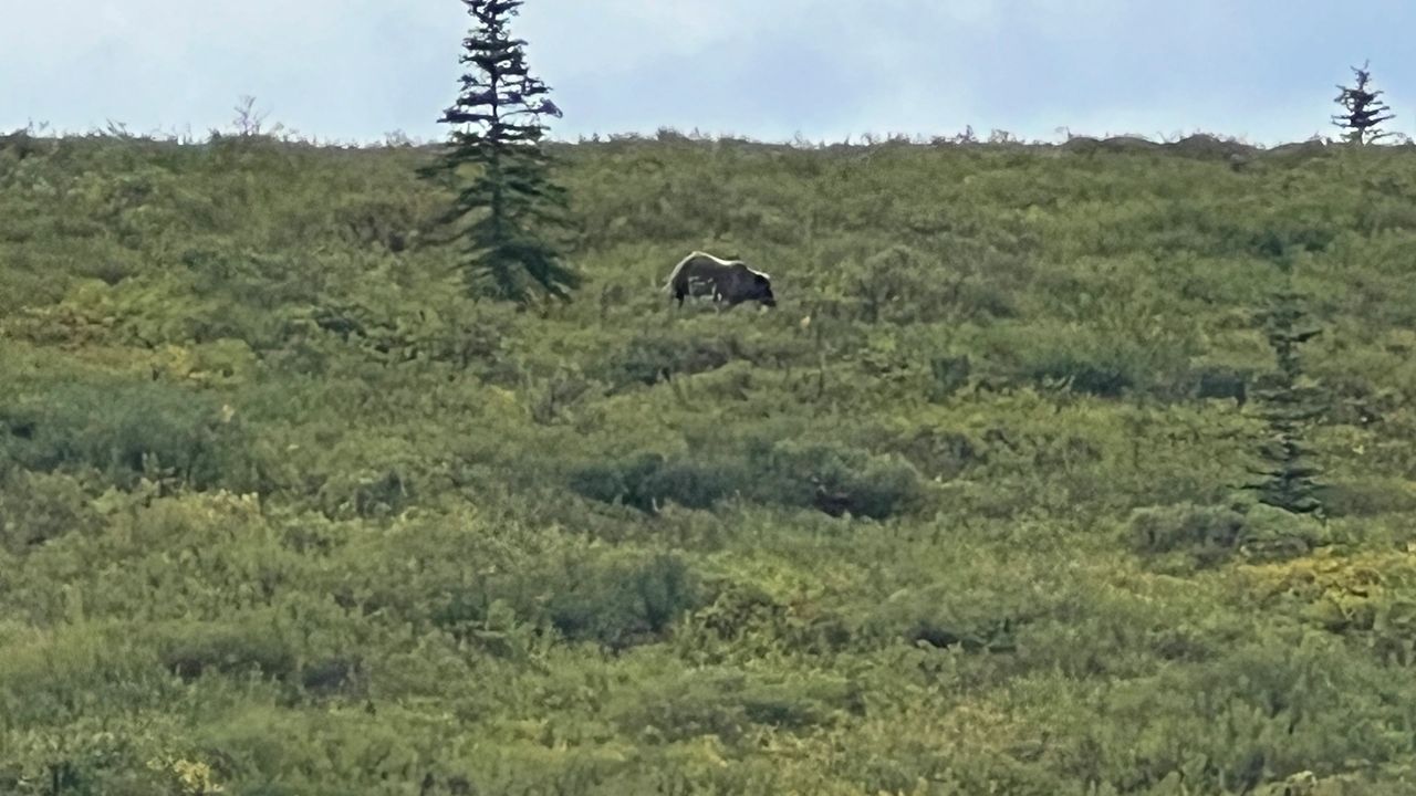 Bear sighting Bear sighting
