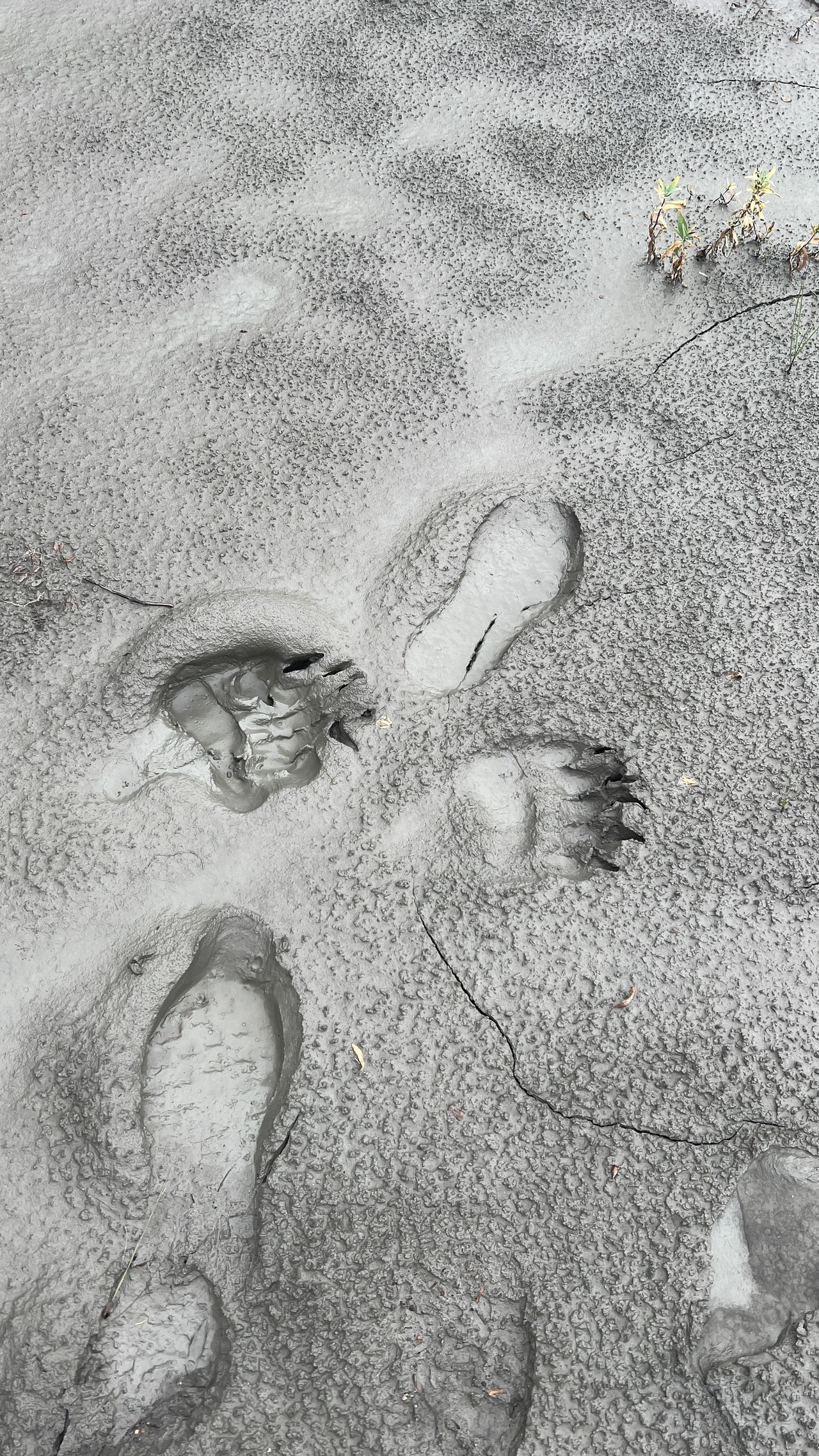 Bear Tracks Bear Tracks