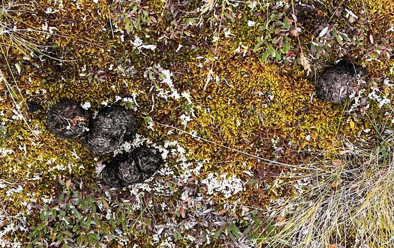 Bear Sqat Bear Sqat